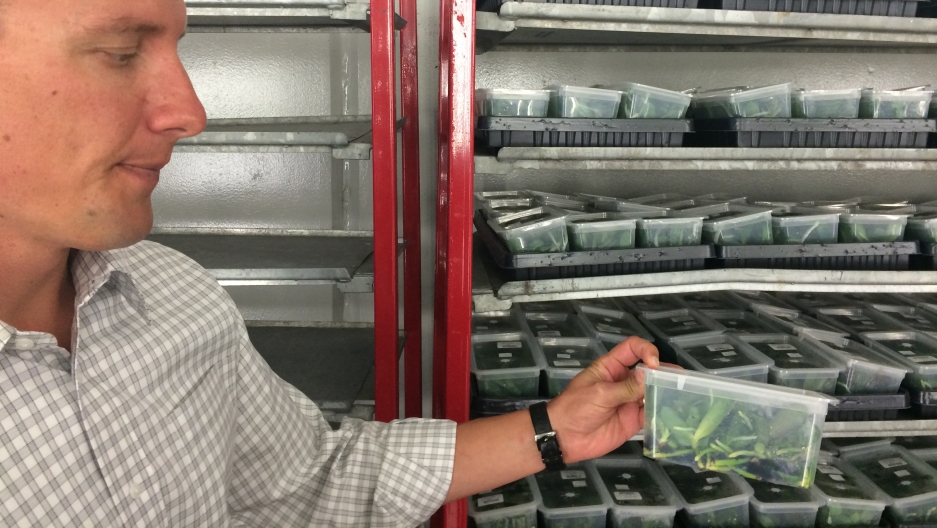 Scott Giesbrecht, Green Circle's director of sales and marketing, examines orchid tissues from Germany. Scott Giesbrecht, Green Circle's director of sales and marketing, examines orchid tissues from Germany.